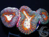 Rainbow Lobophyllia - WYSIWYG