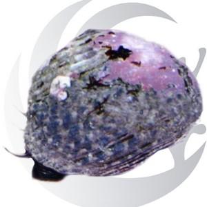 Cyano Snail