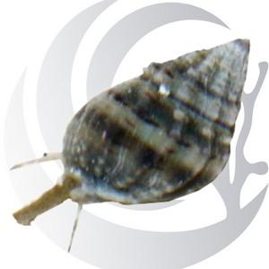 Nassarius Snail