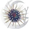 Short Spine Urchin