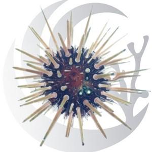 Short Spine Urchin