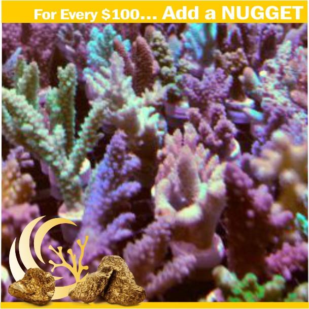 Mystery Acropora Nugget