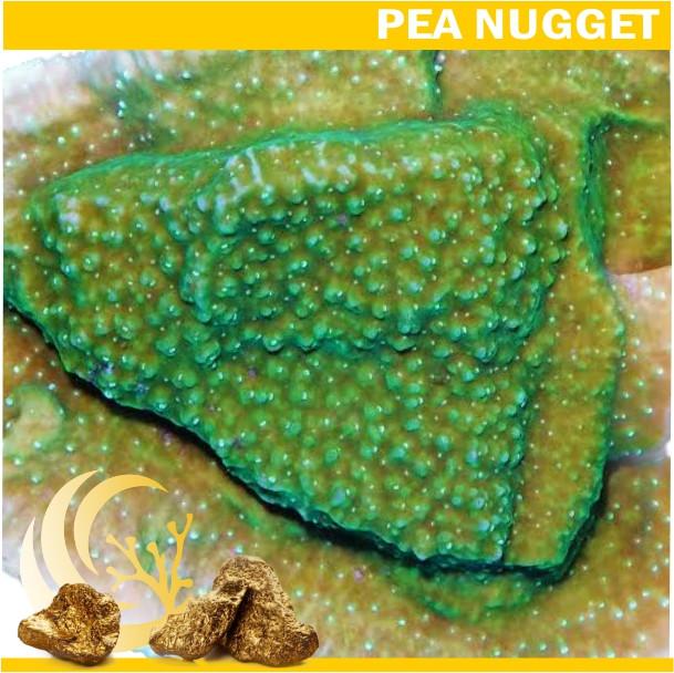 Green Plating Montipora capricornis Nugget