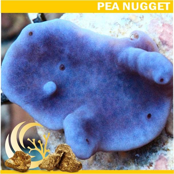 Photosynthetic Blue Purple Sponge Nugget