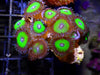 Owl Eye Zoanthids - WYSIWYG