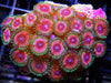 Rose Bud Zoanthids - WYSIWYG